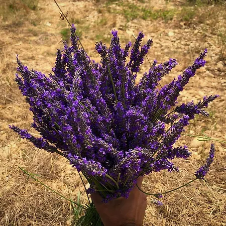 Chez Georges - Maison 1 - Les Du Verdon *