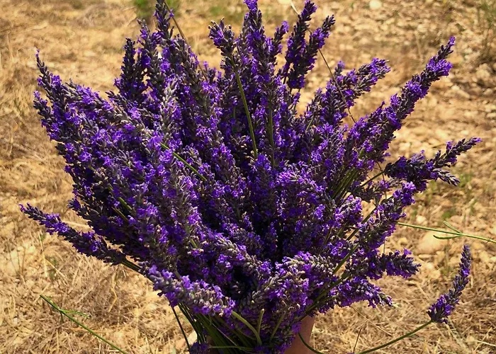 Chez Georges - Maison 1 - Les Du Verdon *